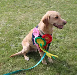 Dog Show winner