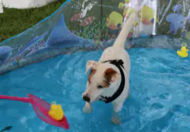 Dog show participant 2